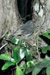 South Island robin | Kakaruai. Adult female on nest. Kowhai Bush, Kaikoura, December 1975. Image © Department of Conservation (image ref: 10036525) by Rod Morris, Department of Conservation.