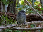 South Island robin | Kakaruai. Stewart Island robin fledgling (approx 3 weeks after fledging). Ulva Island, December 2012. Image © Leon Berard by Leon Berard.
