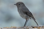 South Island robin | Kakaruai. Side view of juvenile. Eglinton Valley, Fiordland, January 2012. Image © Craig McKenzie by Craig McKenzie.