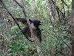 South Island robin | Kakaruai. Stewart Island robin defending nest. Ulva Island, November 2012. Image © Leon Berard by Leon Berard.