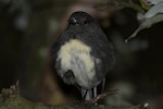South Island robin | Kakaruai. Adult preparing to roost. Northern Southland, January 2011. Image © Glenda Rees by Glenda Rees.
