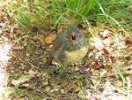 South Island robin | Kakaruai. Adult on ground. Eglinton Valley, Fiordland, December 2015. Image © Kathleen McIndoe by Kathleen McIndoe.
