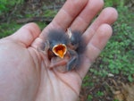 South Island robin | Kakaruai. Stewart Island robin chicks (approx. five days old). Ulva Island, December 2012. Image © Leon Berard by Leon Berard.