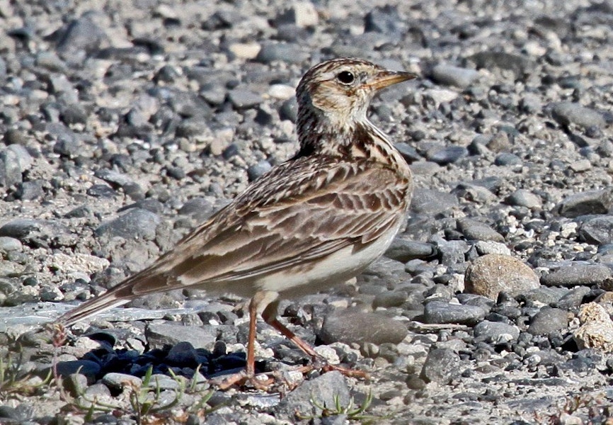 Eurasian skylark | Kairaka. Adult. Cape Kidnappers, November 2009. Image © Dick Porter by Dick Porter.