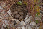 Eurasian skylark | Kairaka. Nest with 4 eggs. Miranda, November 2008. Image © Peter Reese by Peter Reese.