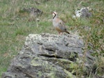 Chukor. Adult on rock. Mt John, October 2016. Image © Scott Brooks (ourspot) by Scott Brooks.
