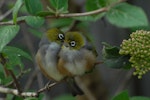 Silvereye | Tauhou. Pair mutual preening. Rangiora, September 2012. Image © Peter Reese by Peter Reese.