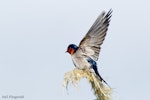 Welcome swallow | Warou. Adult with wings raised. Lake Rotoaira, August 2012. Image © Neil Fitzgerald by Neil Fitzgerald.
