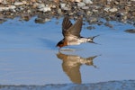 Welcome swallow | Warou. Adult taking a drink while flying. Wellington south coast, July 2018. Image © Paul Le Roy by Paul Le Roy.