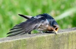 Welcome swallow | Warou. Juvenile stretching wing and showing yellow gape. Mangere sewage ponds, Auckland, January 2012. Image © Joke Baars by Joke Baars.