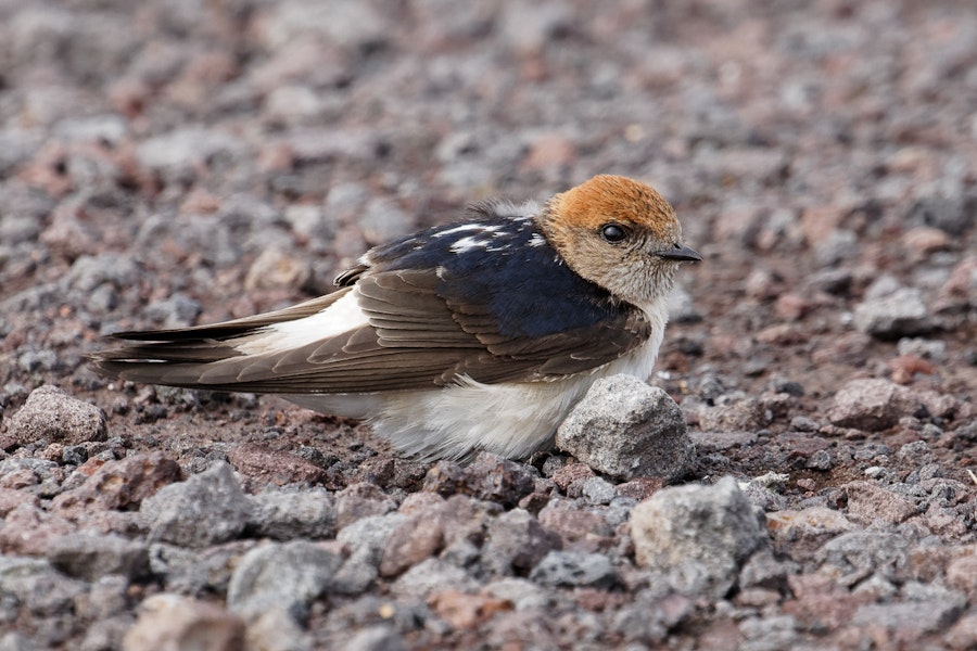 Fairy martin. Adult on ground. Western Treatment Plant, Werribee, Victoria, November 2019. Image © Simon Pelling 2019 birdlifephotography.org.au by Simon Pelling.