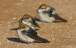 Fairy martin. Three birds on ground. Alice Springs, Northern Territory, Australia, August 2007. Image © Philip Griffin by Philip Griffin.