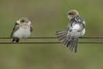 Fairy martin. Two fledglings. Western Treatment Plant, Werribee, Victoria, February 2018. Image © Tim Van Leeuwen 2018 birdlifephotography.org.au by Tim Van Leeuwen.