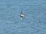 Tree martin. Adult in flight. Wastewater Ponds, Alice Springs, Australia, September 2015. Image © Alan Tennyson by Alan Tennyson.