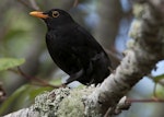 Eurasian blackbird | Manu pango. Adult male in tree. Auckland, November 2010. Image © Philip Griffin by Philip Griffin.