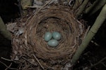 Eurasian blackbird | Manu pango. Nest with 3 eggs. Wellington, December 2007. Image © Peter Reese by Peter Reese.