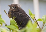 Eurasian blackbird | Manu pango. Fledgling. Auckland, December 2010. Image © Philip Griffin by Philip Griffin.