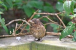Eurasian blackbird | Manu pango. Fledgling. Otago Peninsula, November 2011. Image © Jenny Atkins by Jenny Atkins.