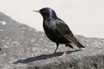 Common starling | Tāringi. Adult male in breeding plumage. Western Springs, Auckland, November 2010. Image © Philip Griffin by Philip Griffin.