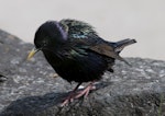 Common starling | Tāringi. Adult male in breeding plumage. Western Springs, Auckland, November 2010. Image © Philip Griffin by Philip Griffin.