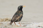Common starling | Tāringi. Adult female in breeding plumage showing 'stars'. Christchurch, October 2008. Image © Neil Fitzgerald by Neil Fitzgerald.