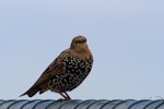 Common starling | Tāringi. Moulting from juvenile to adult. Wellington airport, March 2018. Image © Paul Le Roy by Paul Le Roy.