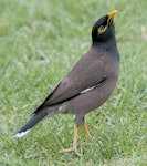 Common myna | Maina. Adult. Auckland Domain, November 2010. Image © Philip Griffin by Philip Griffin.