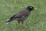 Common myna | Maina. Adult. Auckland Domain, November 2010. Image © Philip Griffin by Philip Griffin.
