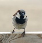 House sparrow | Tiu. Adult male in breeding plumage showing black bib. Netherlands, July 2008. Image © Joke Baars by Joke Baars.