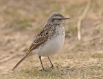 New Zealand pipit | Pīhoihoi. Adult. Ben Lomond, Queenstown, March 2023. Image © Glenn Pure by Glenn Pure.