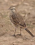 New Zealand pipit | Pīhoihoi. Adult. Ben Lomond, Queenstown, March 2023. Image © Glenn Pure by Glenn Pure.