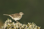 New Zealand pipit | Pīhoihoi. Adult. Kaimanawa Range, April 2007. Image © Neil Fitzgerald by Neil Fitzgerald.