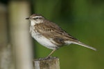 New Zealand pipit | Pīhoihoi. Adult showing wingbar markings. Lake Okareka. Image © Noel Knight by Noel Knight.