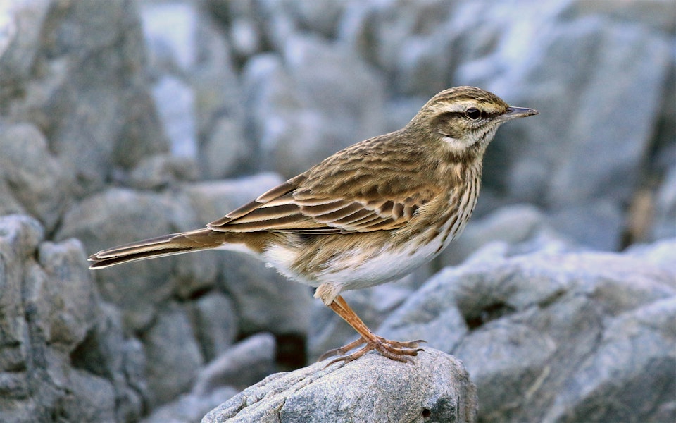 New Zealand pipit | Pīhoihoi. Adult on rock. Island Bay, June 2015. Image © Duncan Watson by Duncan Watson.