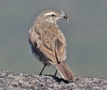 New Zealand pipit | Pīhoihoi. Adult eating blowfly. Ruapehu 2000 m, February 2013. Image © John Flux by John Flux.