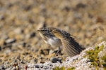 New Zealand pipit | Pīhoihoi. Stretching wing. Tongariro National Park - Tukino, January 2013. Image © Albert Aanensen by Albert Aanensen.