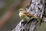 New Zealand pipit | Pīhoihoi. Adult. Great Barrier Island, March 2019. Image © Mark Lethlean by Mark Lethlean.