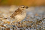 New Zealand pipit | Pīhoihoi. Adult gathering food. Awarua Bay, August 2007. Image © Craig McKenzie by Craig McKenzie.