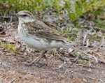 New Zealand pipit | Pīhoihoi. Chatham Island pipit. Chatham Islands, December 2010. Image © Duncan Watson by Duncan Watson.