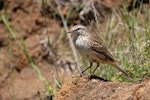New Zealand pipit | Pīhoihoi. Adult Chatham Island pipit. Mangere Island, Chatham Islands, November 2022. Image © Steve Pilkington by Steve Pilkington.