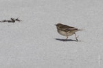 New Zealand pipit | Pīhoihoi. Chatham Island pipit showing hindclaw. Chatham Islands, October 2010. Image © Jenny Atkins by Jenny Atkins.