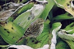 New Zealand pipit | Pīhoihoi. Auckland Island adult showing back. Adams Island, Auckland Islands, January 1973. Image © Department of Conservation (image ref: 10040174) by John Atkinson.