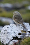 New Zealand pipit | Pīhoihoi. Adult Antipodes Island pipit. Antipodes Island, January 2011. Image © David Boyle by David Boyle.