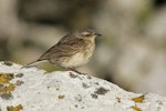 New Zealand pipit | Pīhoihoi. Adult Antipodes Island pipit. Antipodes Island, December 2009. Image © David Boyle by David Boyle.