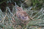 New Zealand pipit | Pīhoihoi. Antipodes Island pipit adult. Antipodes Island, March 2009. Image © Mark Fraser by Mark Fraser.