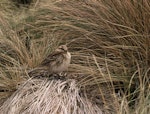 New Zealand pipit | Pīhoihoi. Adult Antipodes Island pipit. Antipodes Island, November 1995. Image © Department of Conservation (image ref: 10045099) by Mike Imber.