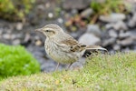 New Zealand pipit | Pīhoihoi. Auckland Island pipit. Enderby Island, January 2010. Image © John Woods by John Woods.