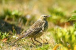 New Zealand pipit | Pīhoihoi. Adult, ssp aucklandicus, Auckland Island pipit. Enderby Island, Auckland Islands, January 2018. Image © Mark Lethlean by Mark Lethlean.