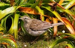 New Zealand pipit | Pīhoihoi. Auckland Island pipit. Enderby Island, Auckland Islands, January 2007. Image © Ian Armitage by Ian Armitage.