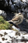 New Zealand pipit | Pīhoihoi. Adult Auckland Island pipit gathering nest material. Ewing Island, Auckland Islands, November 2009. Image © Kate Beer by Kate Beer.